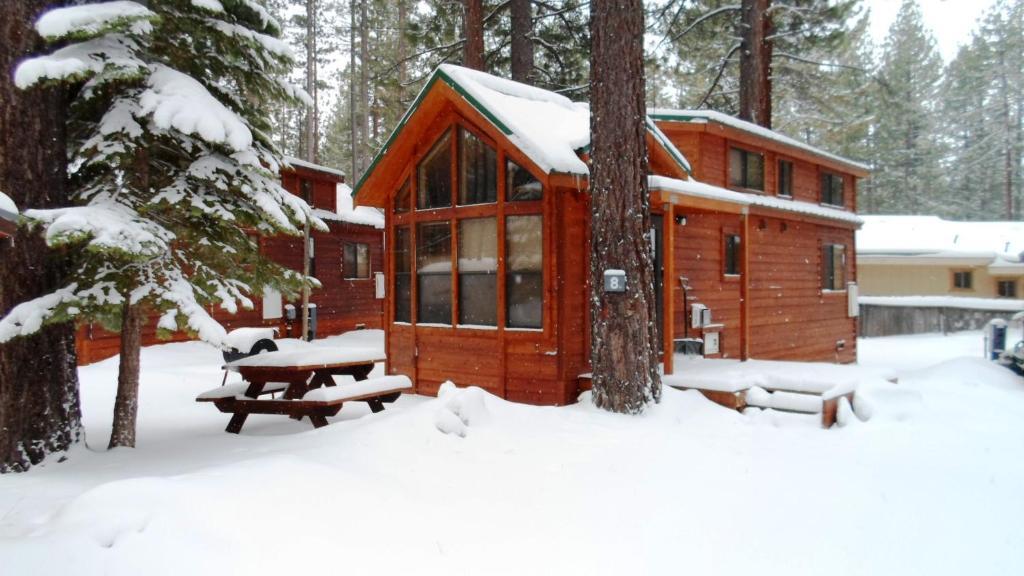 Cedar Pines